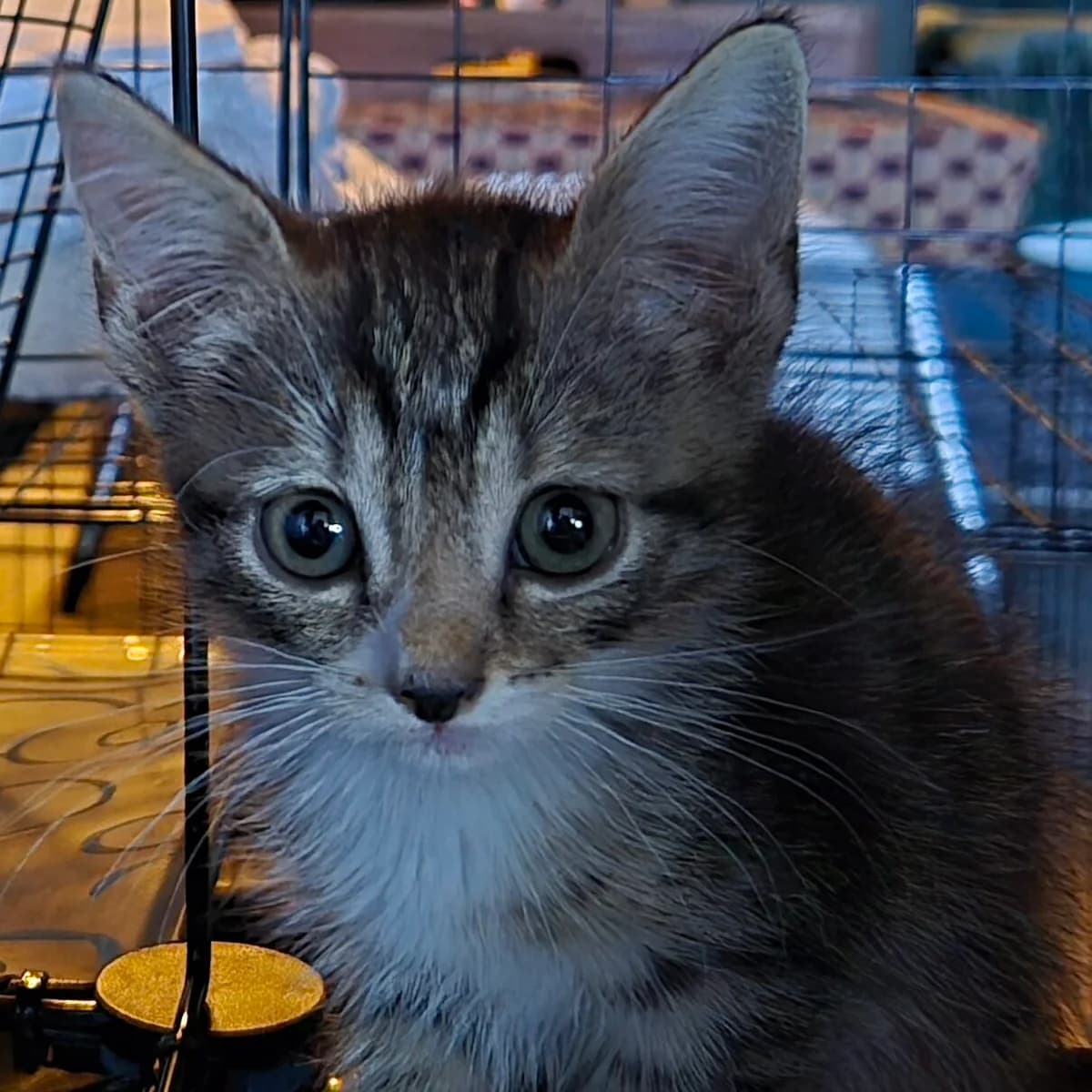 Adoptiepagina, female puppy European Shorthair for adoption at ROZE Eindhoven