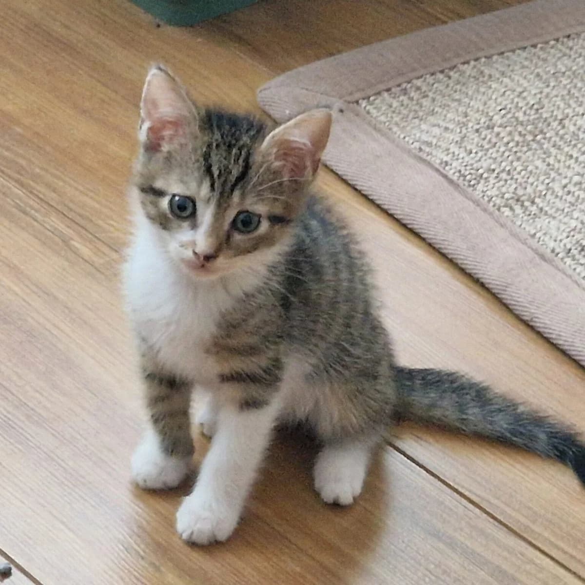Adoptiepagina, male puppy European Shorthair for adoption at ROZE Eindhoven