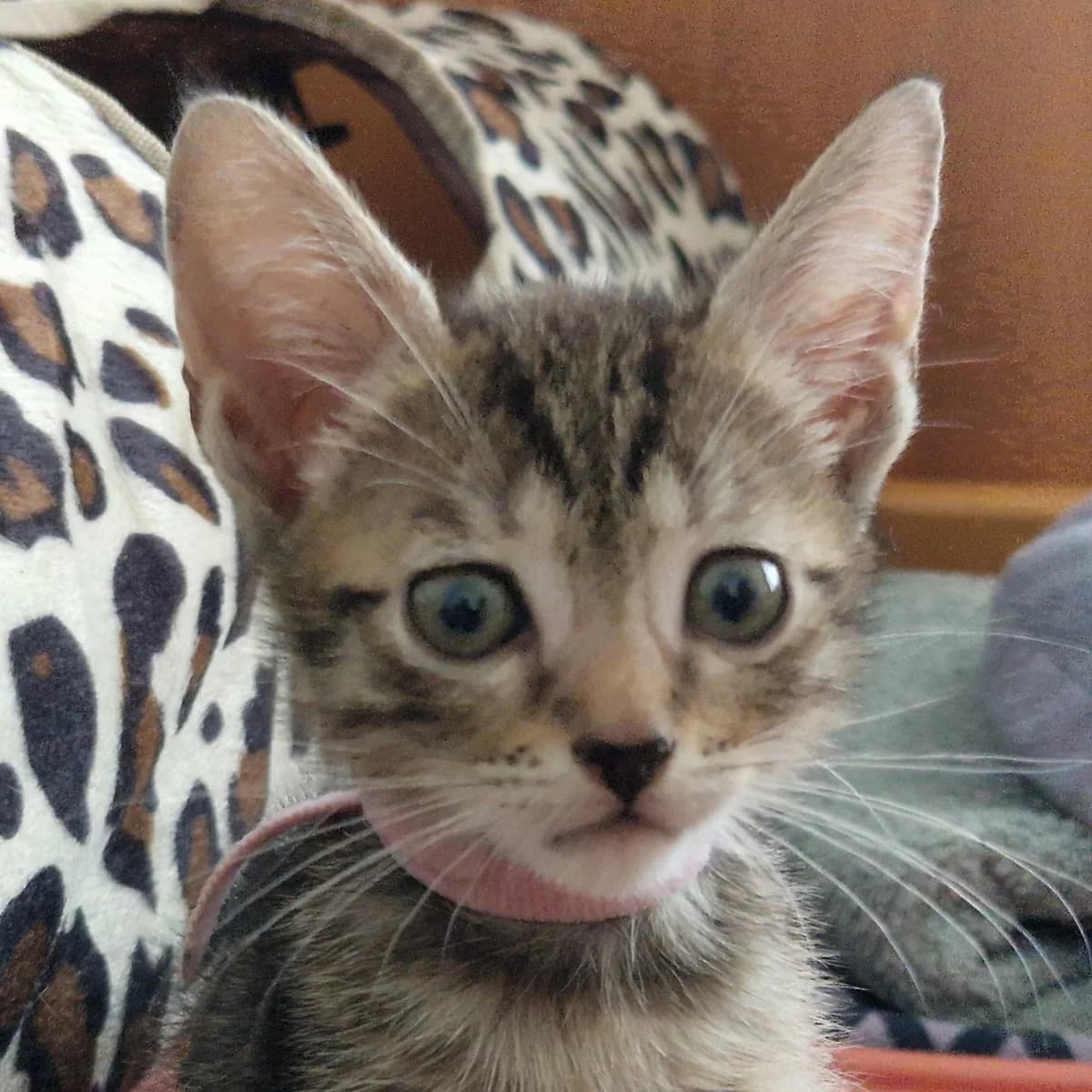 Adoptiepagina, male puppy European Shorthair for adoption at ROZE Eindhoven