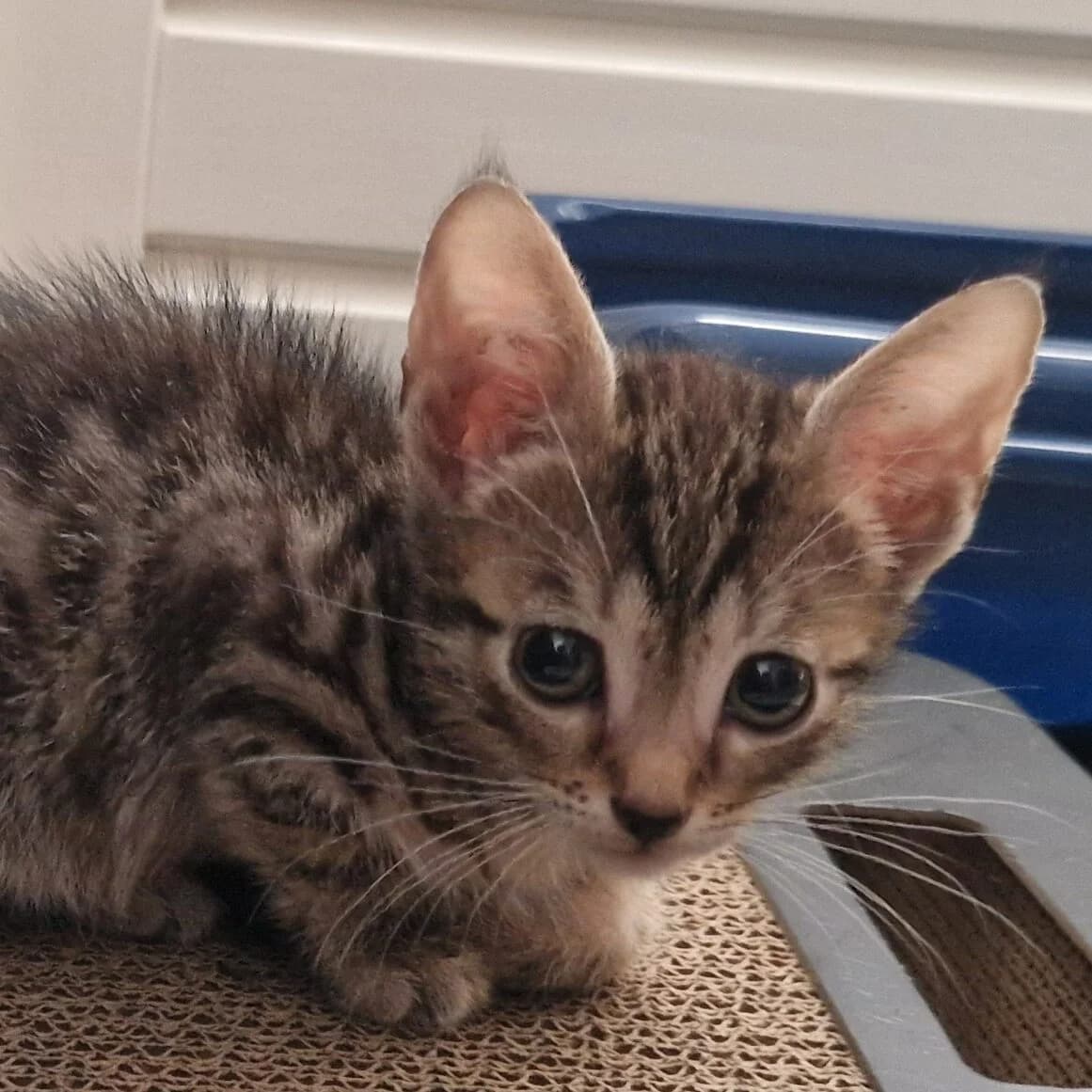 Adoptiepagina, female puppy European Shorthair for adoption at ROZE Eindhoven