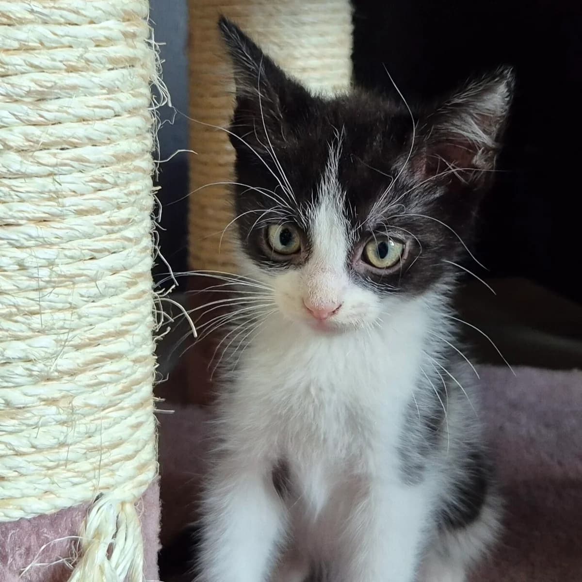 Adoptiepagina, European Shorthair (ROZE Eindhoven)