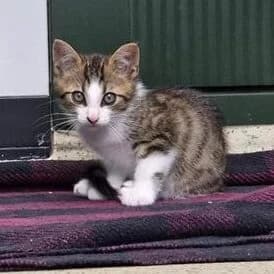 Adoptiepagina, bruin male puppy European Shorthair for adoption at ROZE Eindhoven