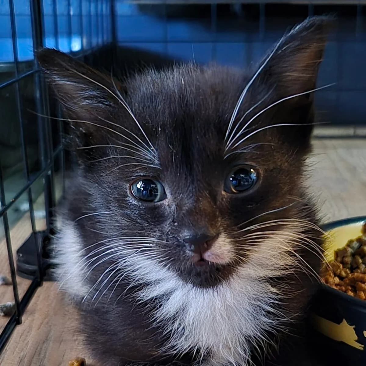 Adoptiepagina, female puppy European Shorthair for adoption at ROZE Eindhoven