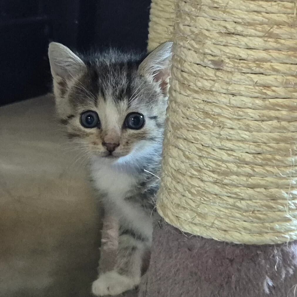 Adoptiepagina, female puppy European Shorthair for adoption at ROZE Eindhoven