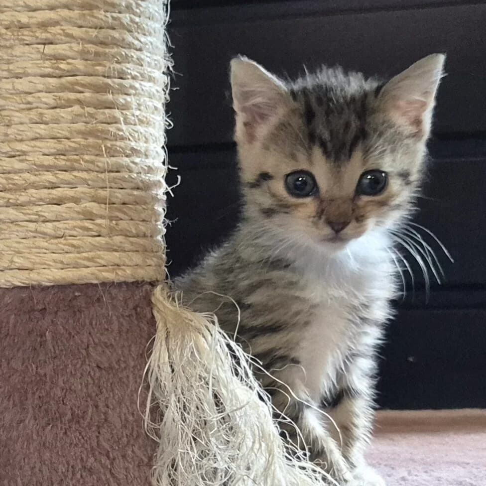 Adoptiepagina, female puppy European Shorthair for adoption at ROZE Eindhoven