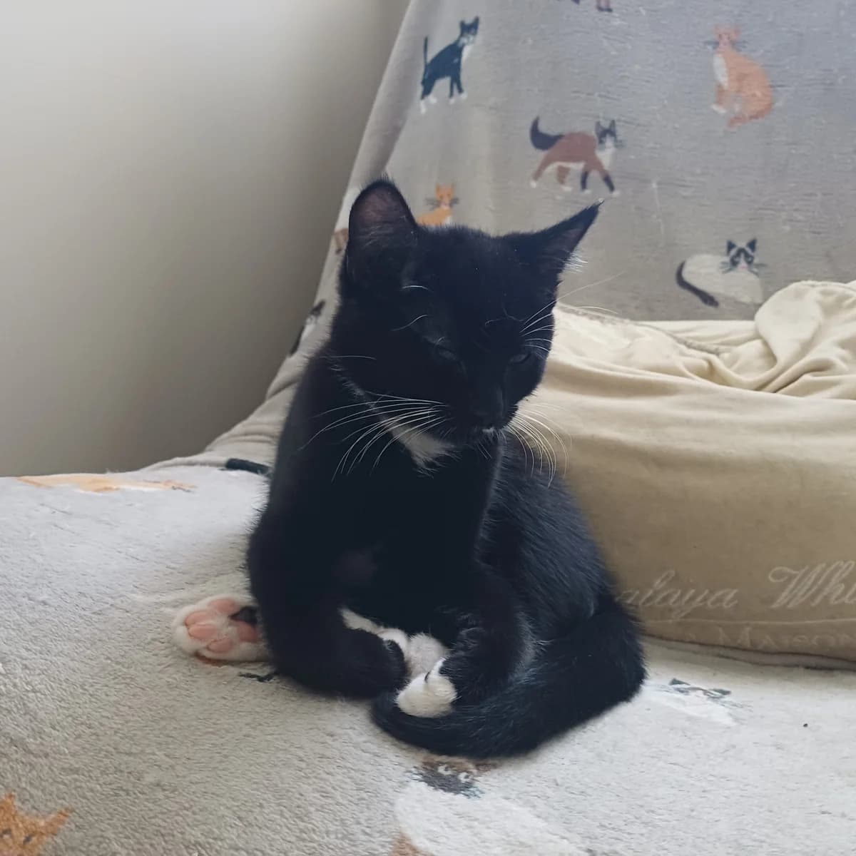 Adoptiepagina, male puppy European Shorthair for adoption at ROZE Eindhoven