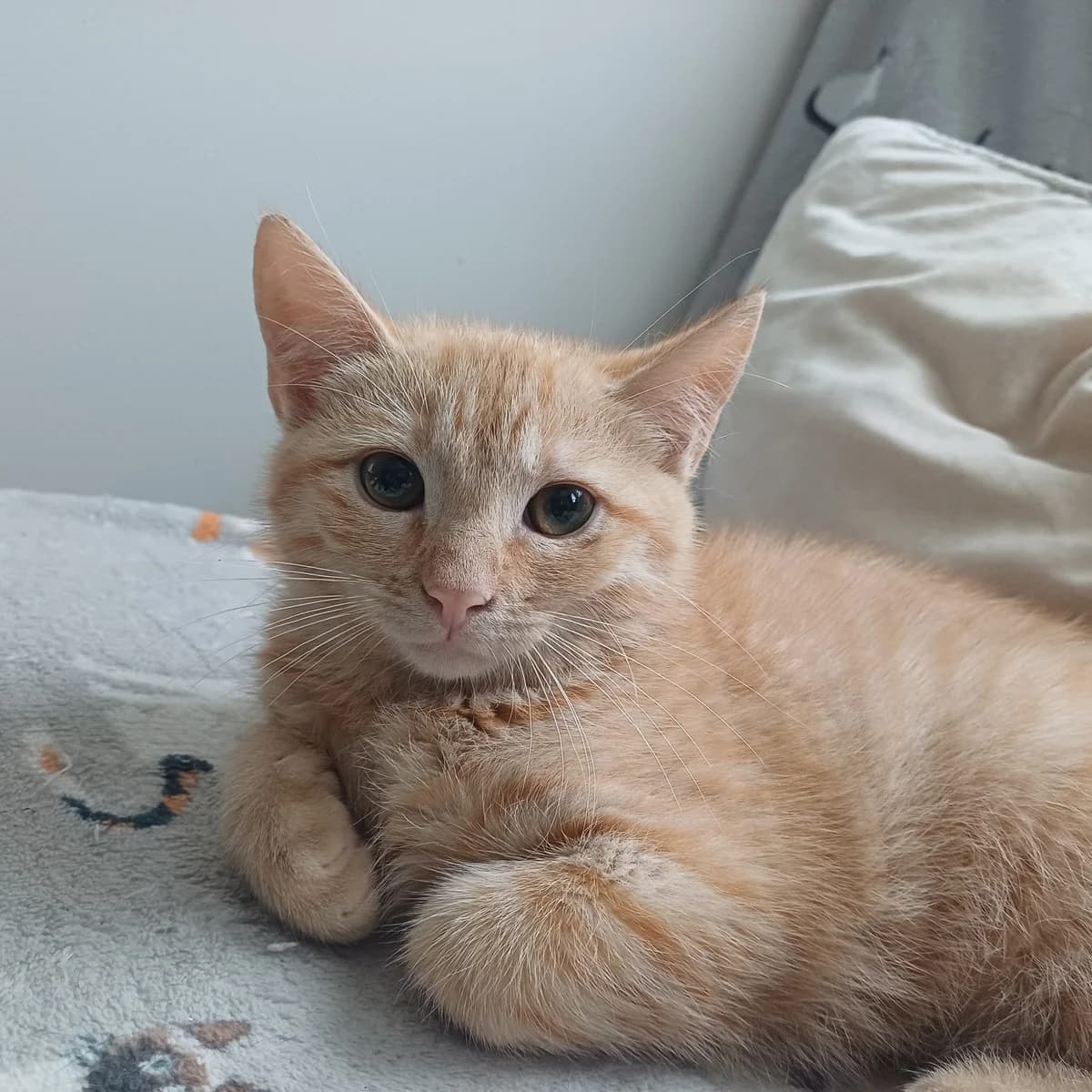 Adoptiepagina, female puppy European Shorthair for adoption at ROZE Eindhoven