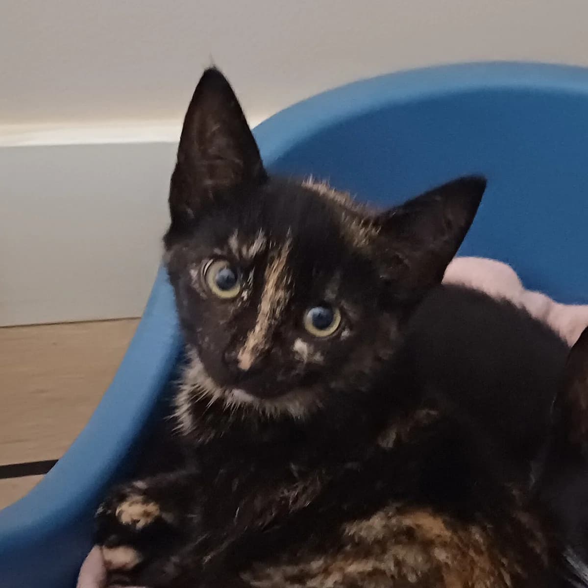 Adoptiepagina, zwart female puppy European Shorthair for adoption at ROZE Eindhoven