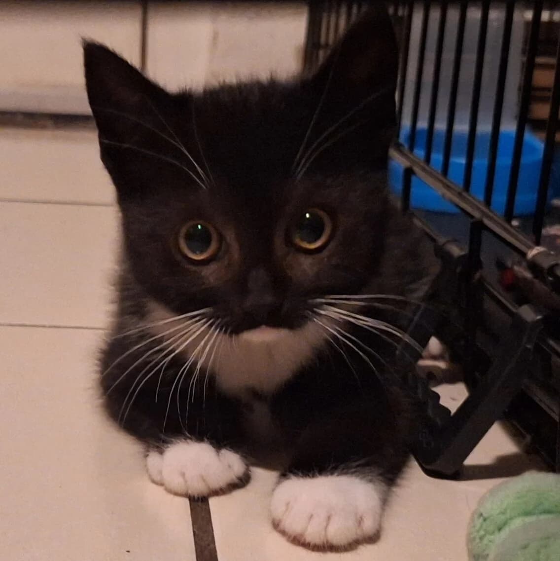 Adoptiepagina, female puppy European Shorthair for adoption at ROZE Eindhoven