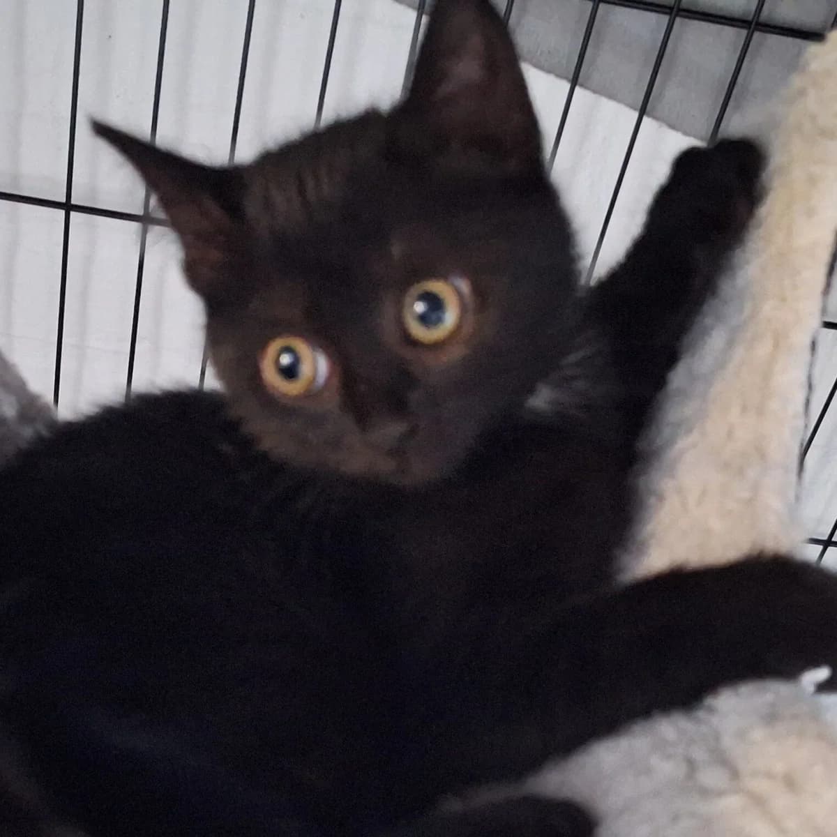 Adoptiepagina, female puppy European Shorthair for adoption at ROZE Eindhoven