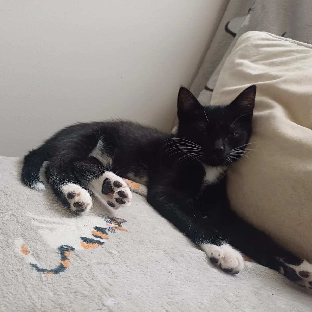 Adoptiepagina, zwart male puppy European Shorthair for adoption at ROZE Eindhoven