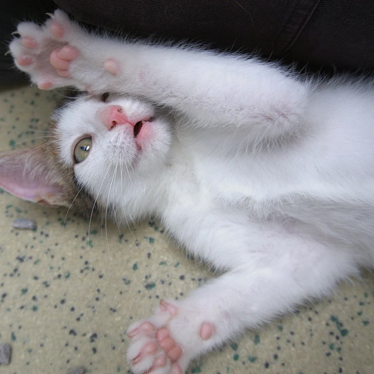 Adoptiepagina, female puppy European Shorthair for adoption at ROZE Eindhoven