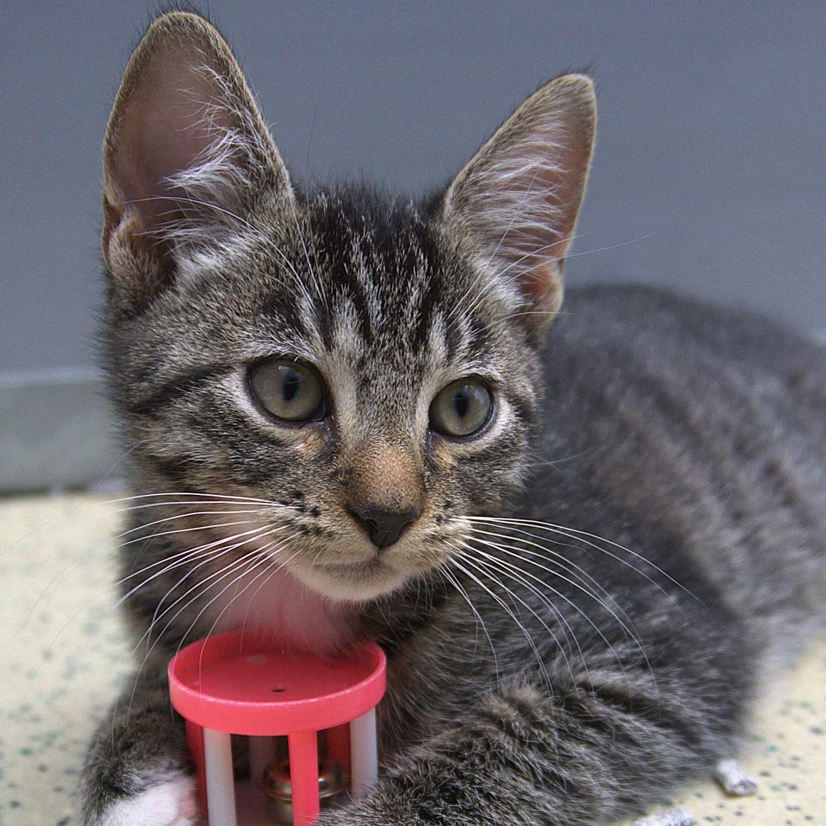 Adoptiepagina, male puppy European Shorthair for adoption at ROZE Eindhoven