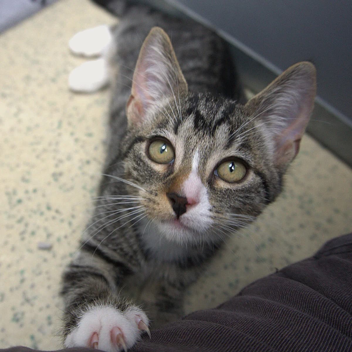 Adoptiepagina, male puppy European Shorthair for adoption at ROZE Eindhoven