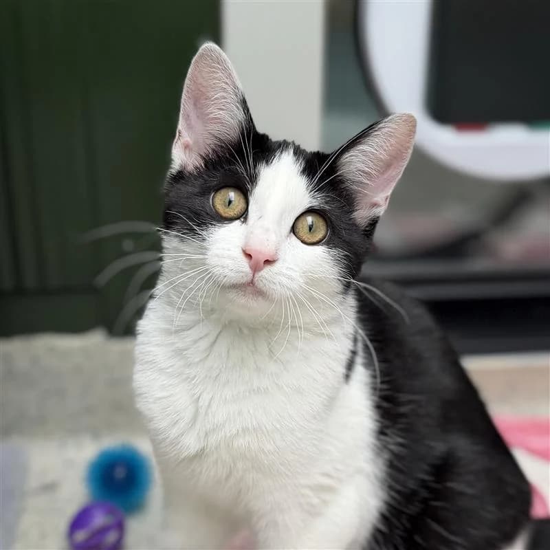Adoptiepagina, European Shorthair (ROZE Eindhoven)