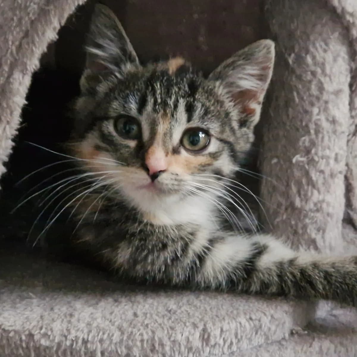 Adoptiepagina, female puppy European Shorthair for adoption at ROZE Eindhoven
