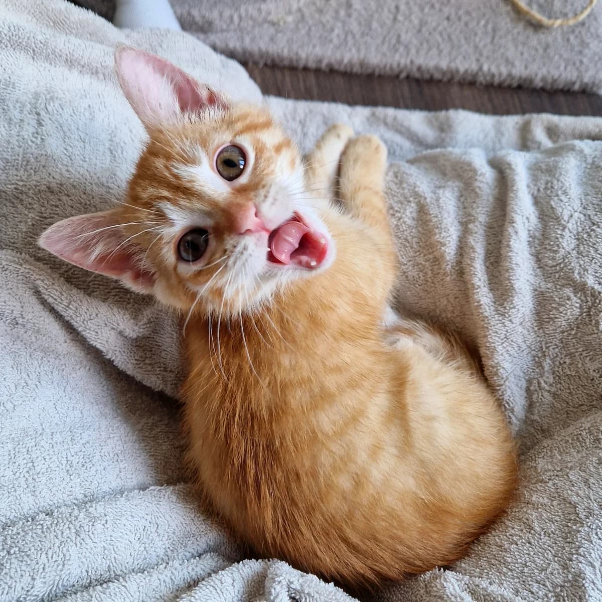 Adoptiepagina, male puppy European Shorthair for adoption at ROZE Eindhoven