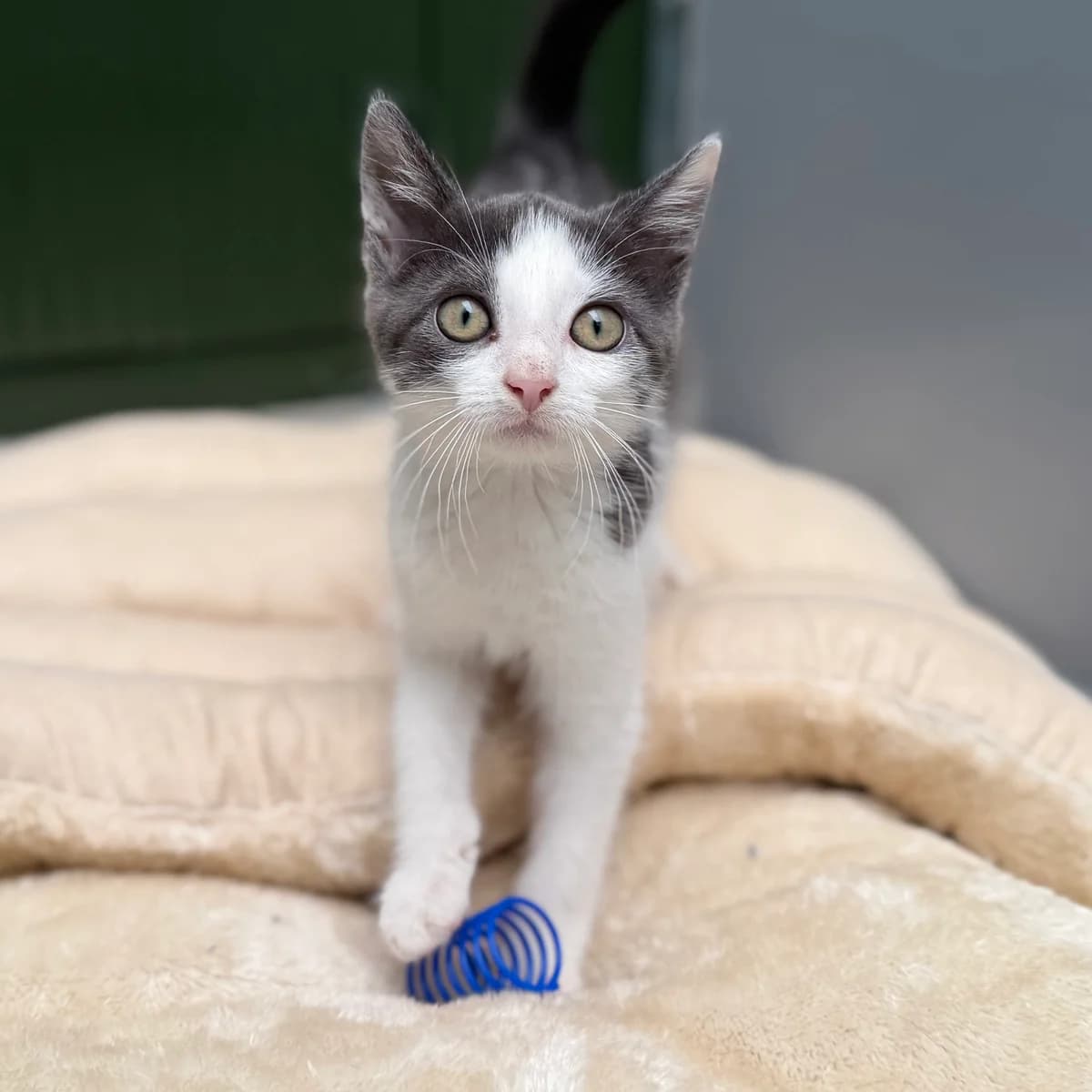 Adoptiepagina, European Shorthair (ROZE Eindhoven)
