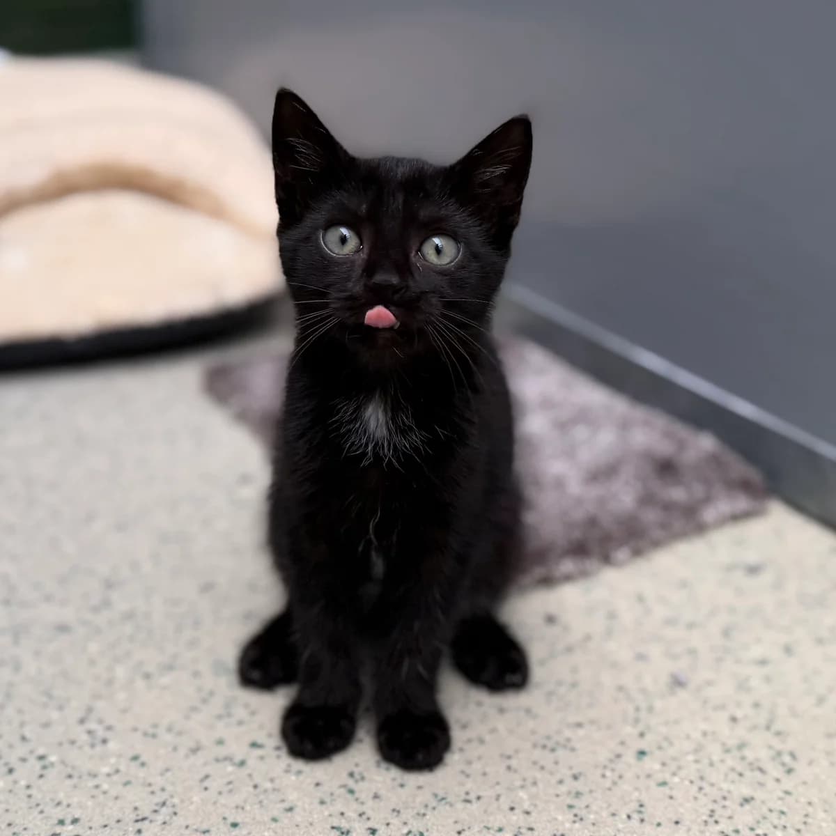Adoptiepagina, European Shorthair (ROZE Eindhoven)