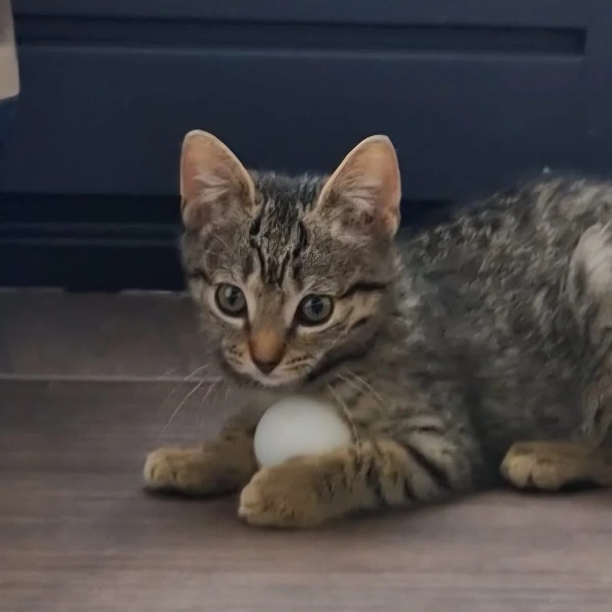 Adoptiepagina, female puppy European Shorthair for adoption at ROZE Eindhoven