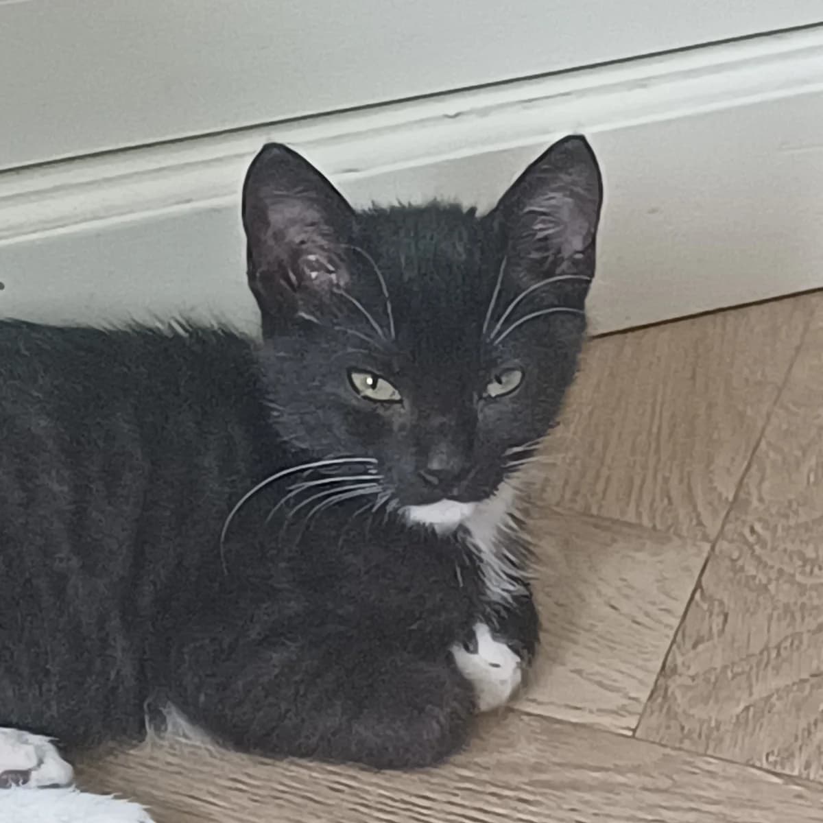 Adoptiepagina, zwart male puppy European Shorthair for adoption at ROZE Eindhoven