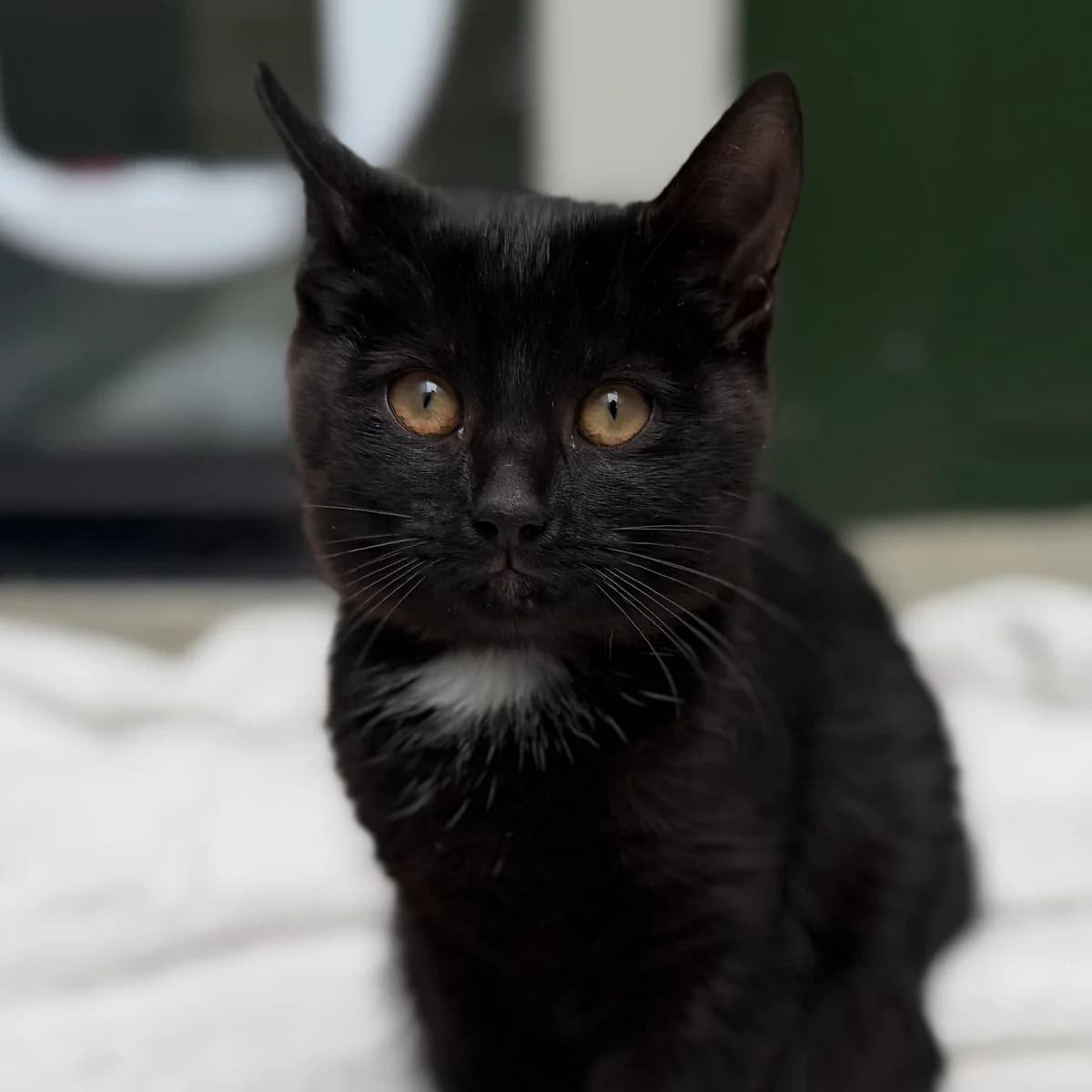 Adoptiepagina, European Shorthair (ROZE Eindhoven)