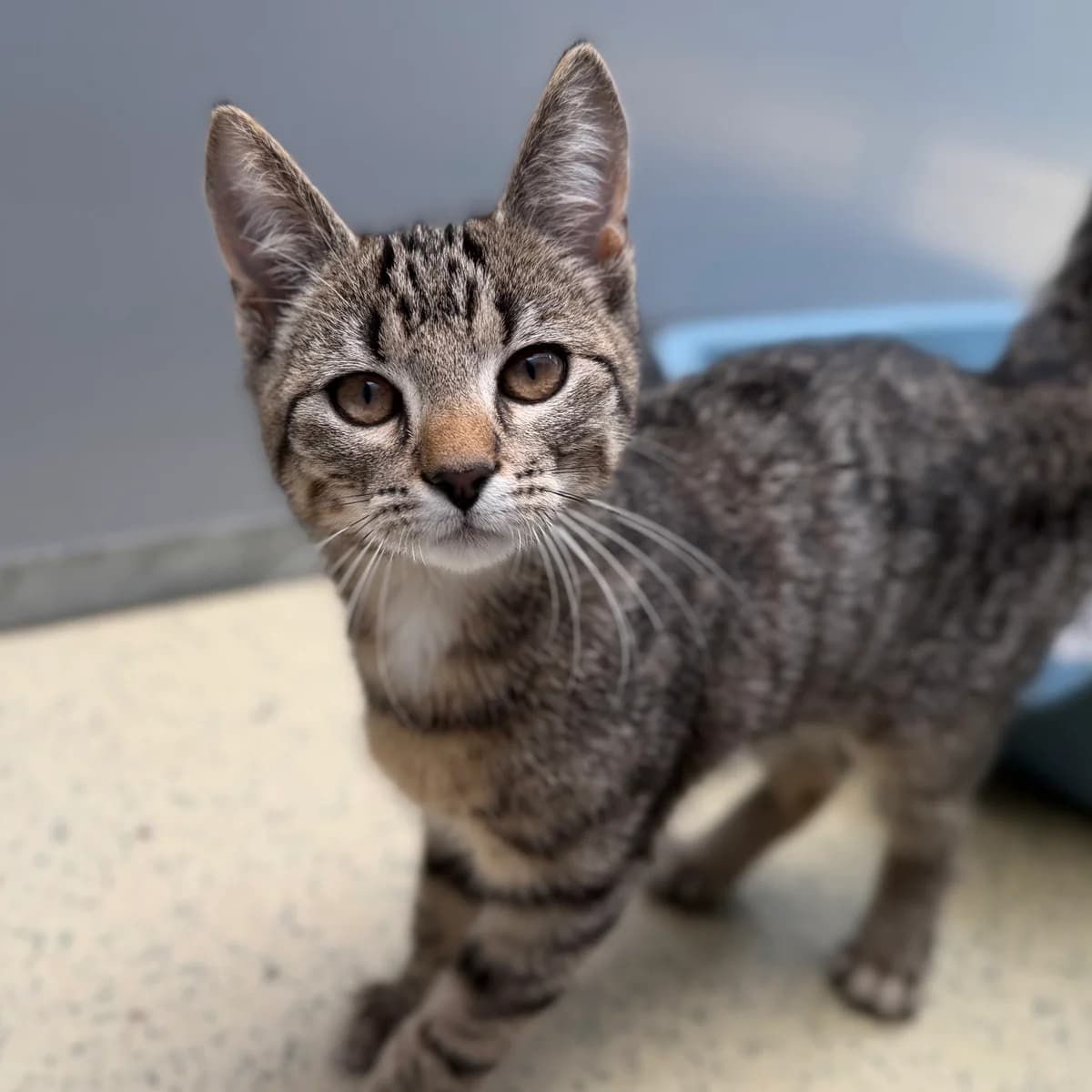 Adoptiepagina, bruin male puppy European Shorthair for adoption at ROZE Eindhoven