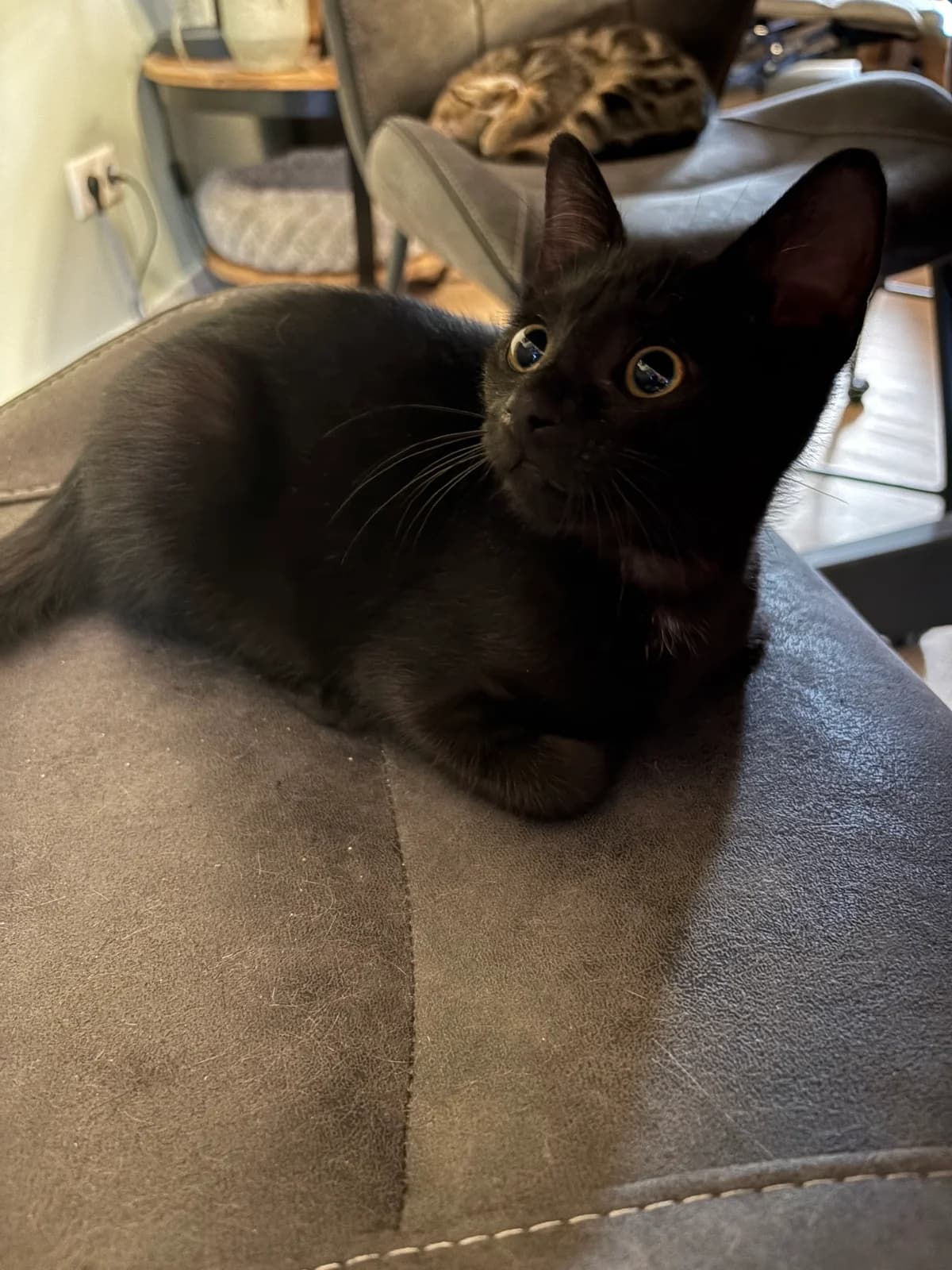 Adoptiepagina, male puppy European Shorthair for adoption at ROZE Eindhoven