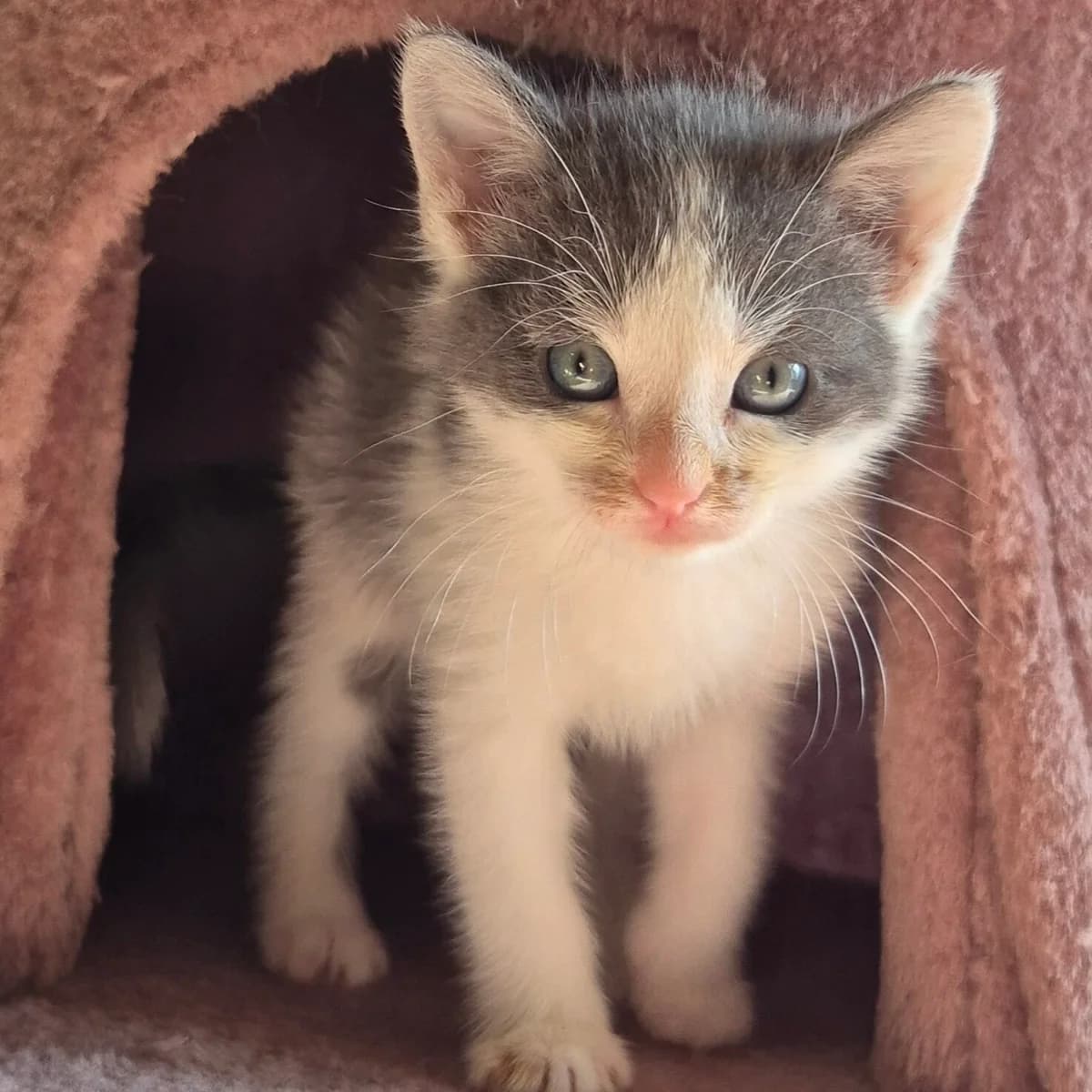 Adoptiepagina, male puppy European Shorthair for adoption at ROZE Eindhoven