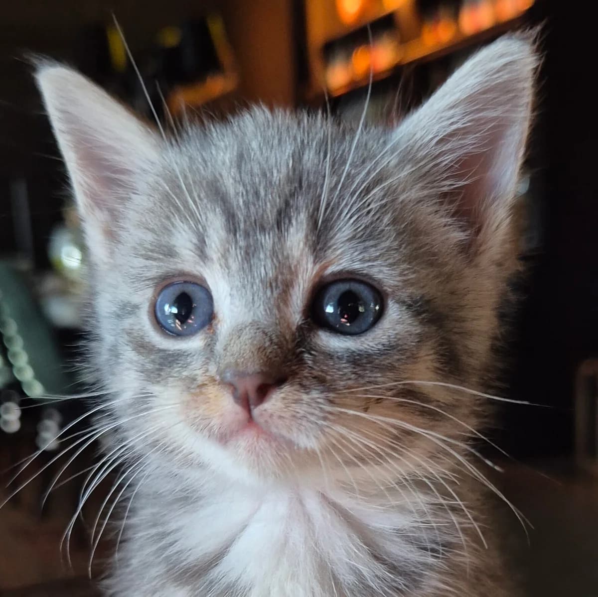 Adoptiepagina, female puppy European Shorthair for adoption at ROZE Eindhoven