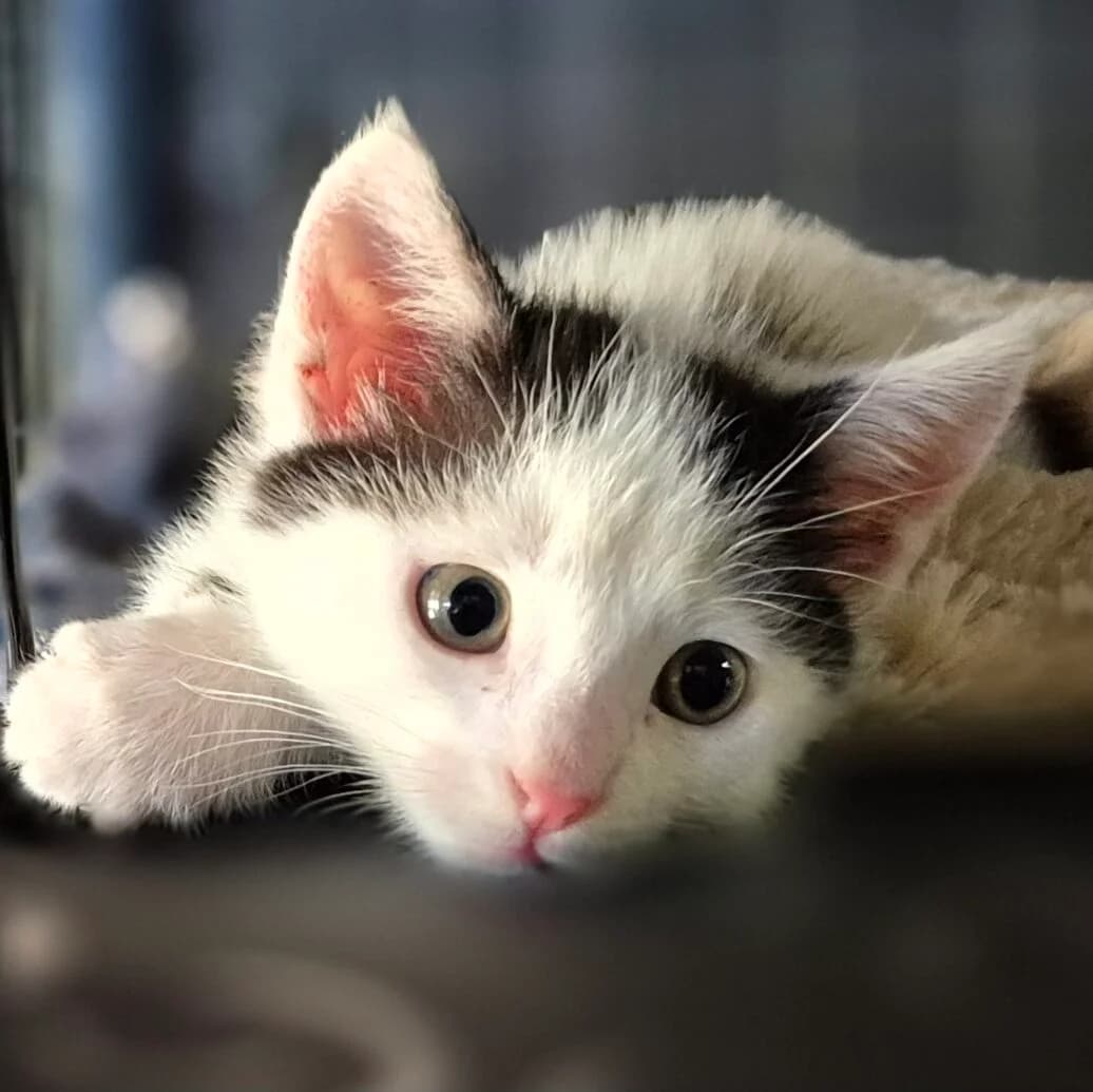 Adoptiepagina, male puppy European Shorthair for adoption at ROZE Eindhoven