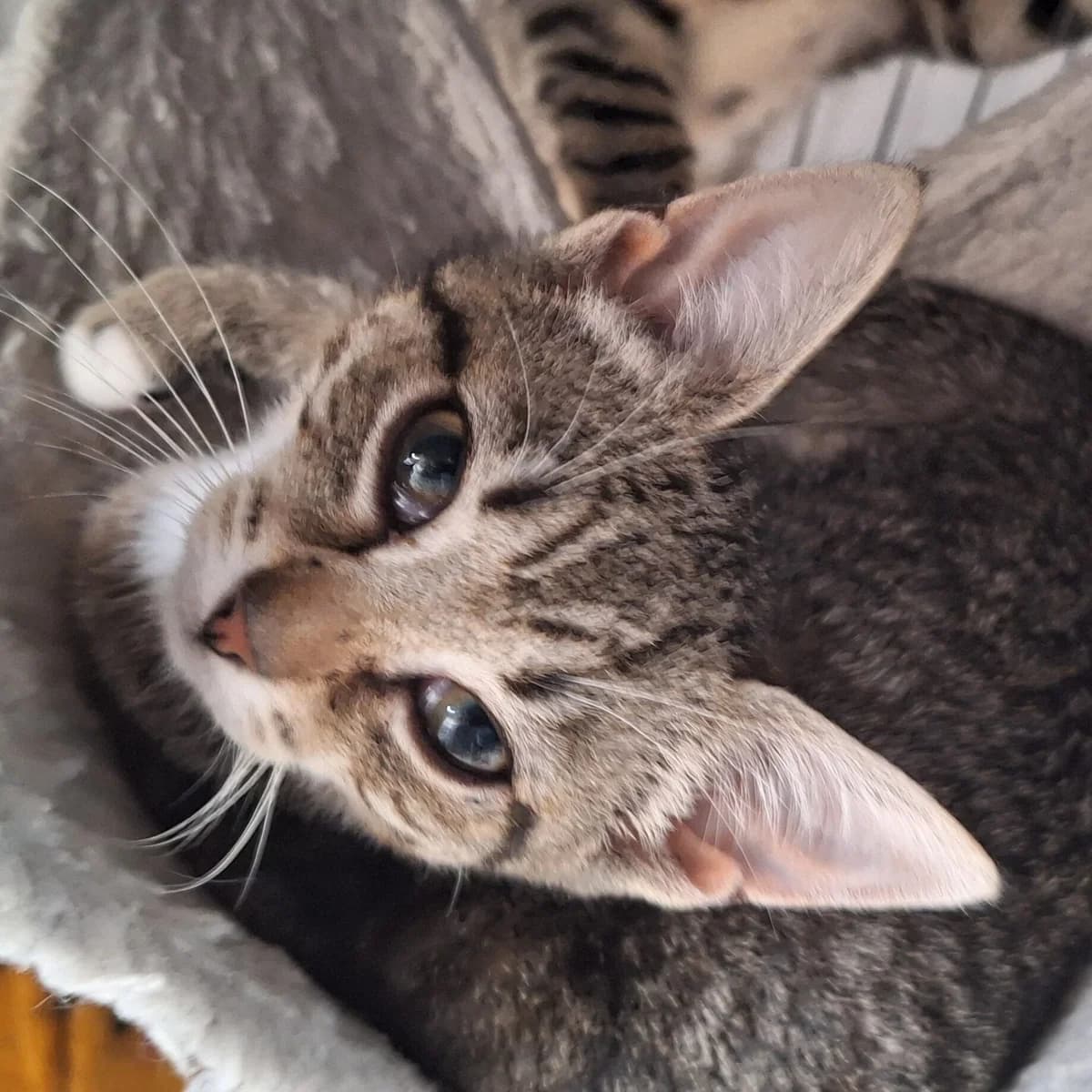 Adoptiepagina, female puppy European Shorthair for adoption at ROZE Eindhoven