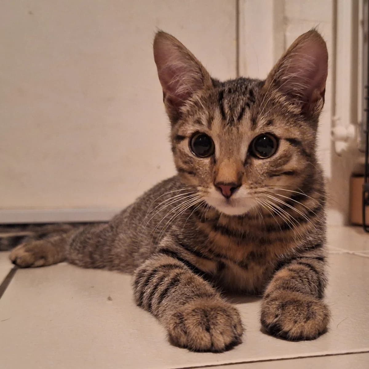 Adoptiepagina, male puppy European Shorthair for adoption at ROZE Eindhoven