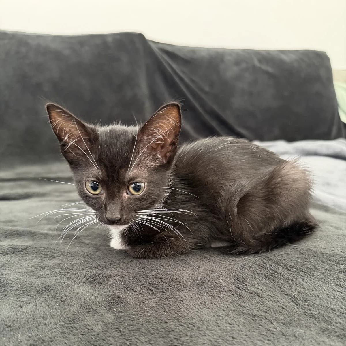 Adoptiepagina, female puppy European Shorthair for adoption at ROZE Eindhoven