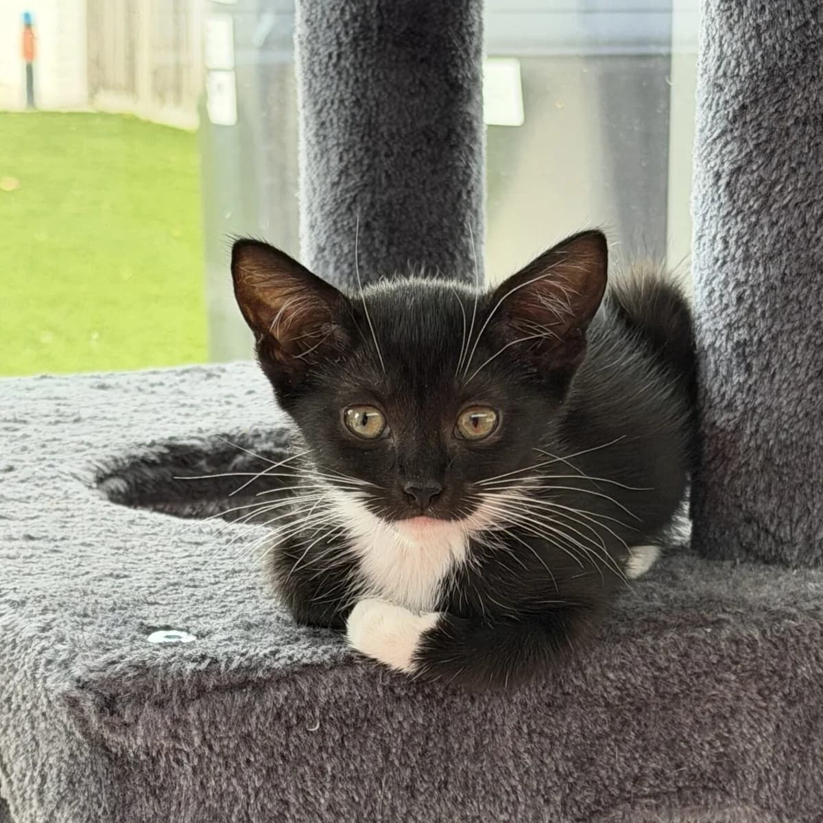 Adoptiepagina, female puppy European Shorthair for adoption at ROZE Eindhoven