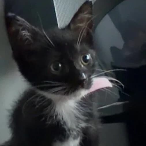 Adoptiepagina, female puppy European Shorthair for adoption at ROZE Eindhoven