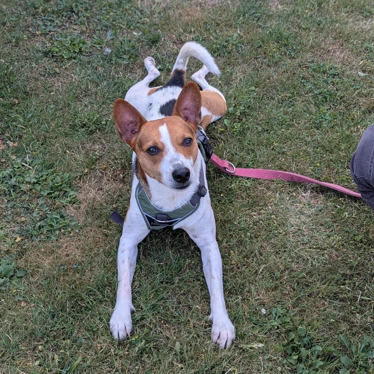 Adoptiepagina, male 4yo mixed breed for adoption at ROZE Eindhoven