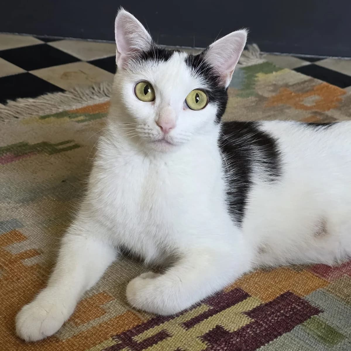 Adoptiepagina, grijs female young mixed breed for adoption at ROZE Eindhoven