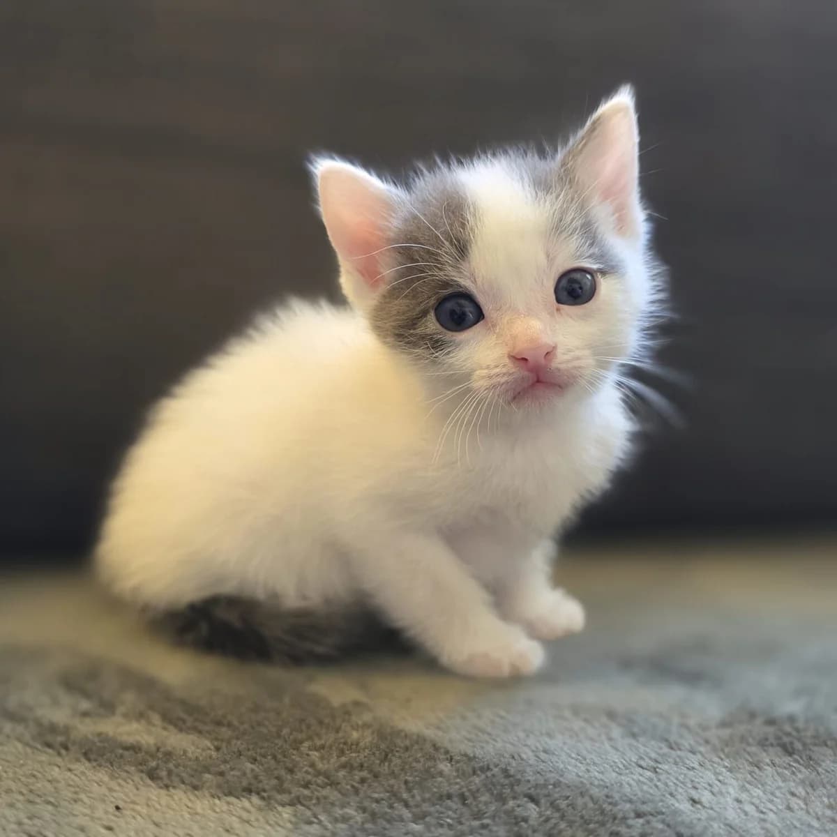 Adoptiepagina, grijs male puppy European Shorthair for adoption at ROZE Eindhoven