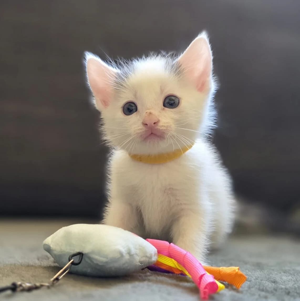 Adoptiepagina, grijs male puppy European Shorthair for adoption at ROZE Eindhoven
