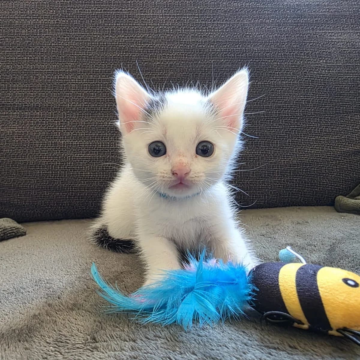 Adoptiepagina, grijs male puppy European Shorthair for adoption at ROZE Eindhoven