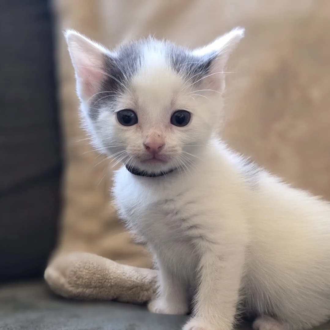 Adoptiepagina, grijs male puppy European Shorthair for adoption at ROZE Eindhoven