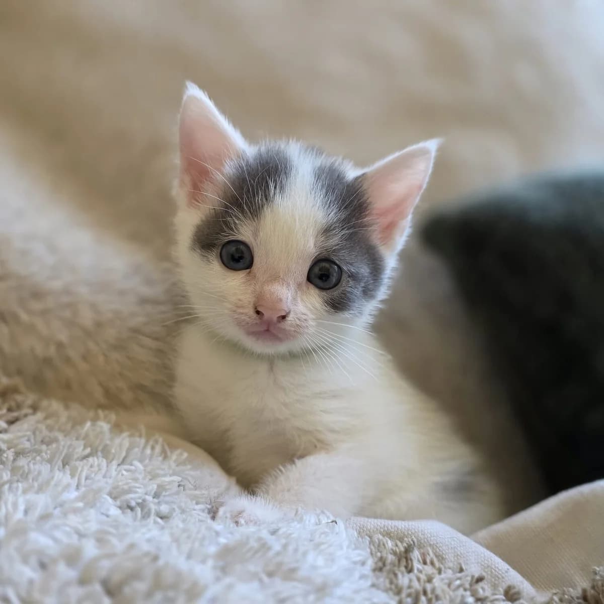 Adoptiepagina, female puppy European Shorthair for adoption at ROZE Eindhoven
