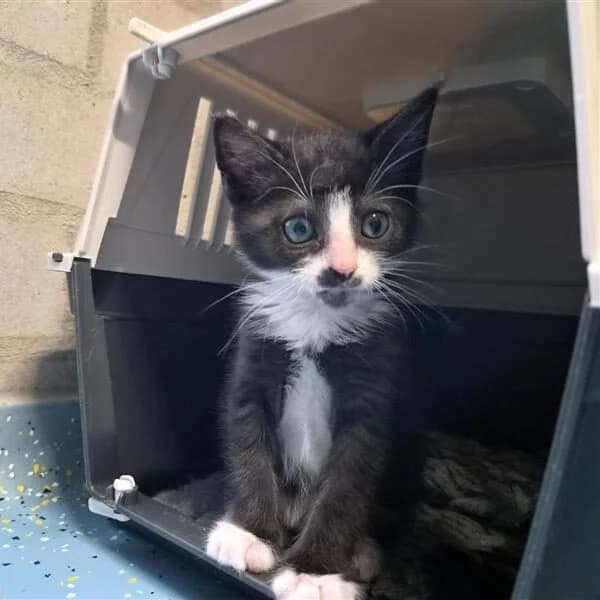 Adoptiepagina, zwart male puppy European Shorthair for adoption at ROZE Eindhoven