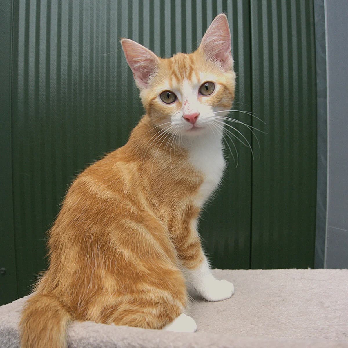 Adoptiepagina, male puppy European Shorthair for adoption at ROZE Eindhoven