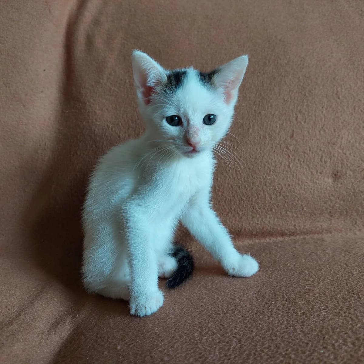 Adoptiepagina, female puppy European Shorthair for adoption at ROZE Eindhoven