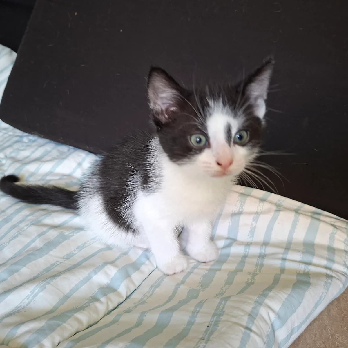 Adoptiepagina, zwart male puppy European Shorthair for adoption at ROZE Eindhoven
