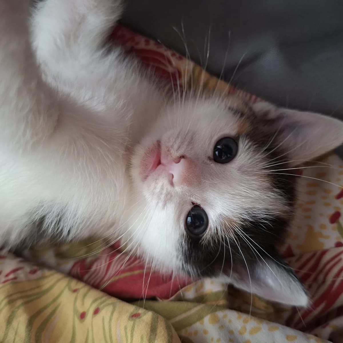 Adoptiepagina, female puppy European Shorthair for adoption at ROZE Eindhoven