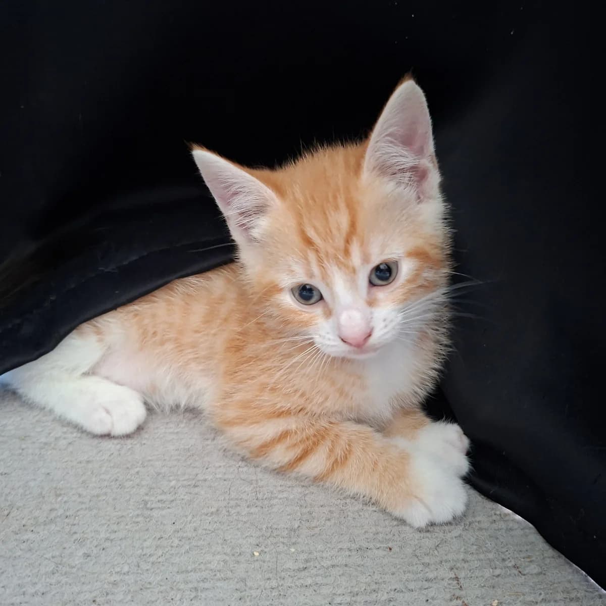 Adoptiepagina, rood male puppy European Shorthair for adoption at ROZE Eindhoven