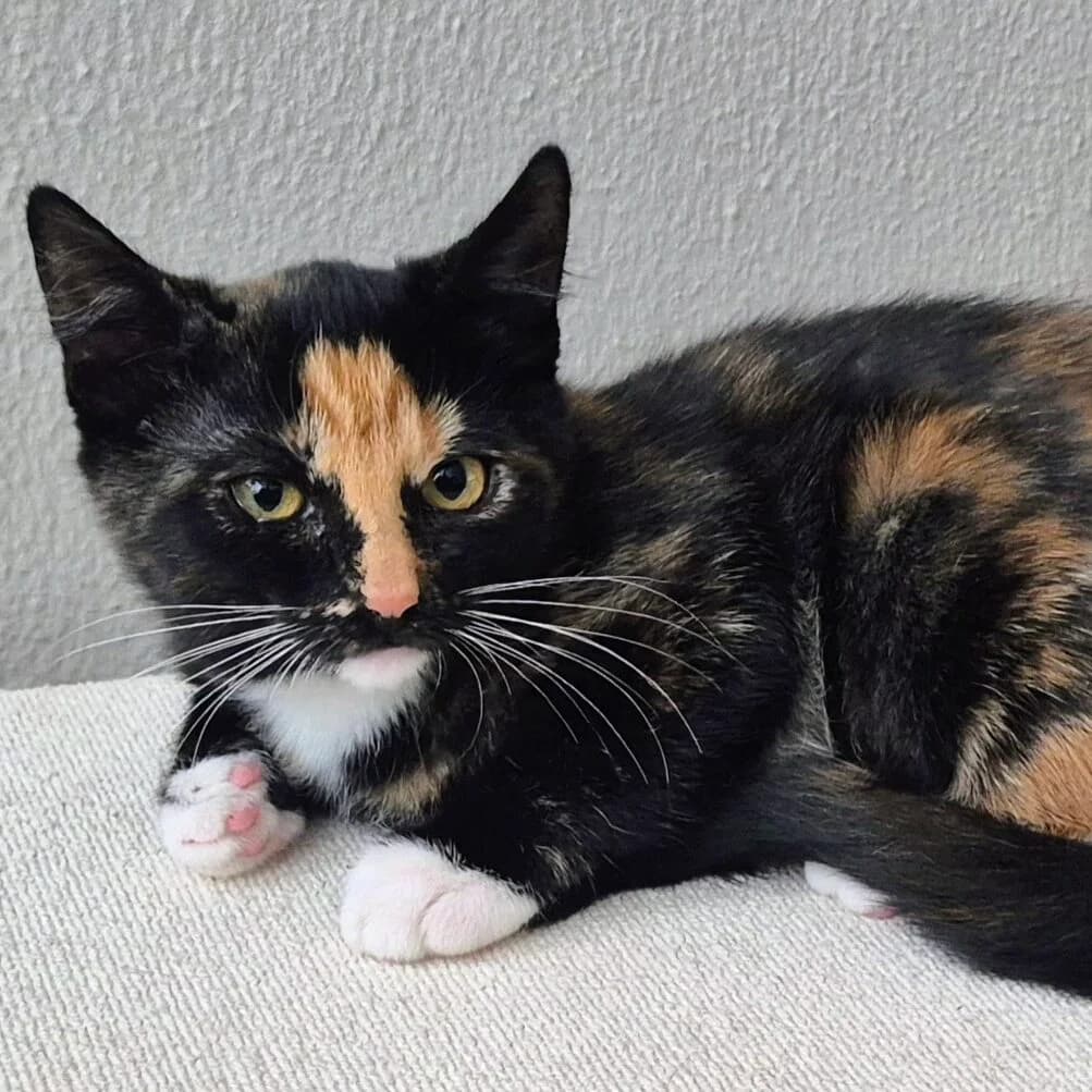 Adoptiepagina, female puppy European Shorthair for adoption at ROZE Eindhoven